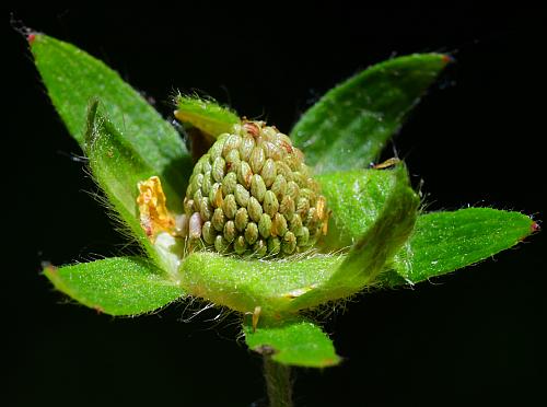 Potentilla_norvegica_fruit2.jpg