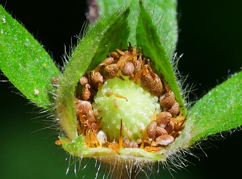 Potentilla_norvegica_fruit3.jpg