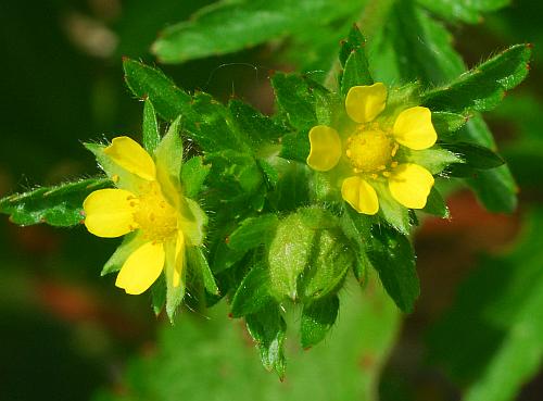 Potentilla_norvegica_inflorescence.jpg