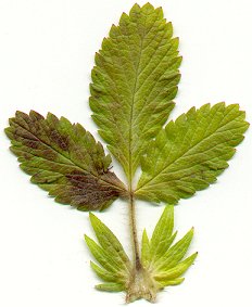 Potentilla_norvegica_leaf.jpg