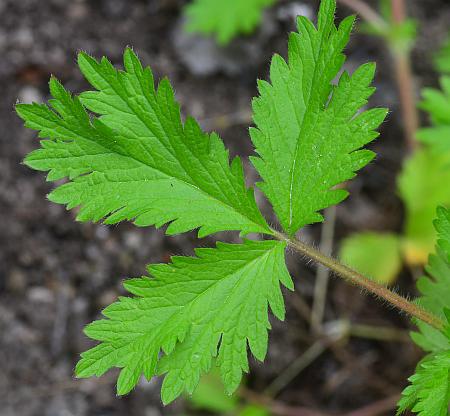 Potentilla_norvegica_leaf1.jpg