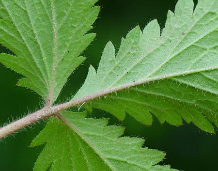 Potentilla_norvegica_leaf2.jpg