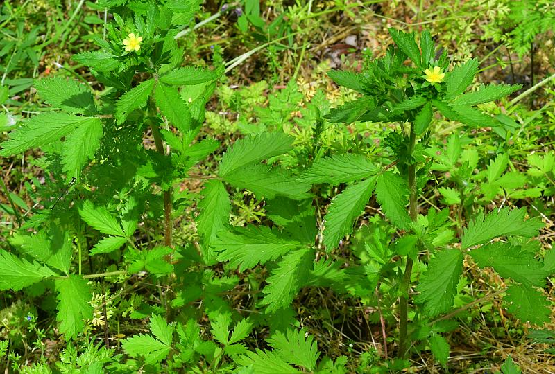 Potentilla_norvegica_plant.jpg