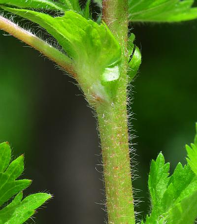 Potentilla_norvegica_stem.jpg