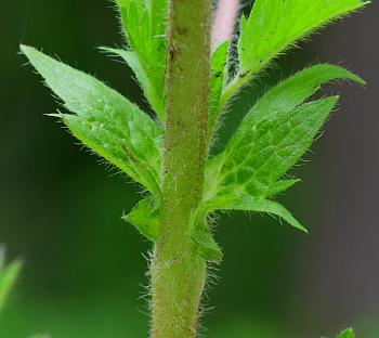 Potentilla_norvegica_stipules.jpg