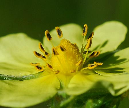 Potentilla_recta_anthers.jpg