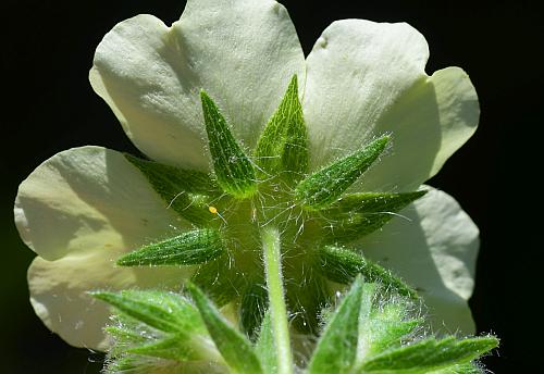 Potentilla_recta_calyx.jpg