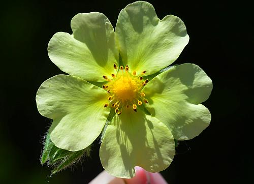 Potentilla_recta_corolla.jpg