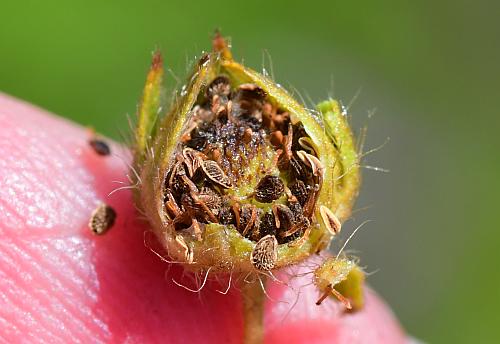 Potentilla_recta_fruit.jpg