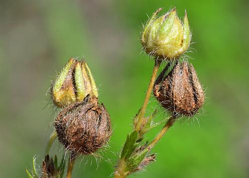 Potentilla_recta_fruits.jpg