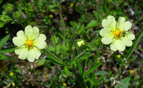 Potentilla_recta_inflorescence.jpg