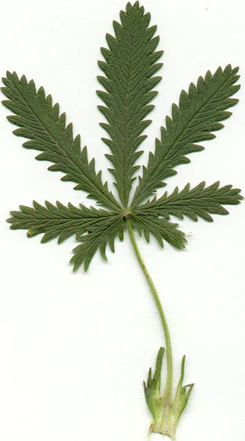 Potentilla_recta_leaf.jpg