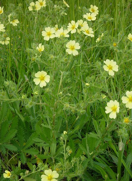 Potentilla_recta_plant.jpg