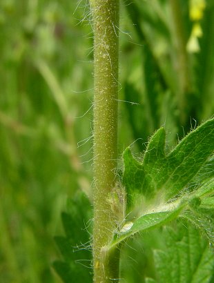 Potentilla_recta_stem.jpg