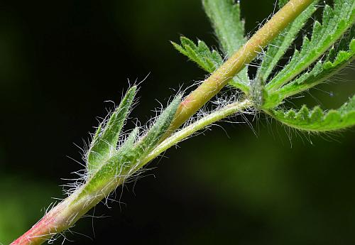 Potentilla_recta_stipules.jpg