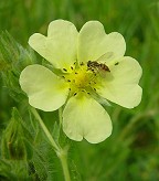 Potentilla recta thumbnail