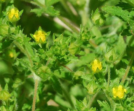 Potentilla_rivalis_flowers.jpg