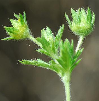 Potentilla_rivalis_inflorescence.jpg