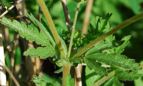 Potentilla_rivalis_leaves1.jpg