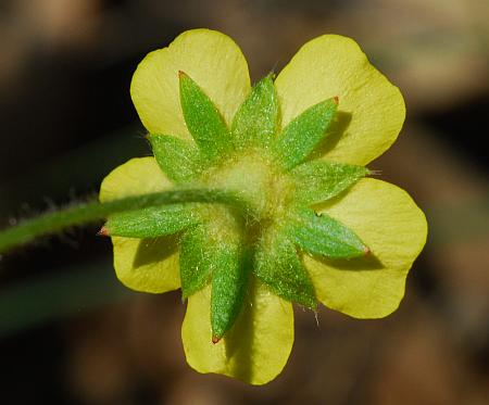 Potentilla_simplex_calyx.jpg