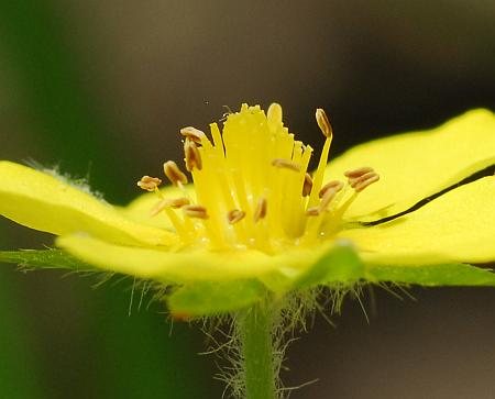 Potentilla_simplex_functional.jpg