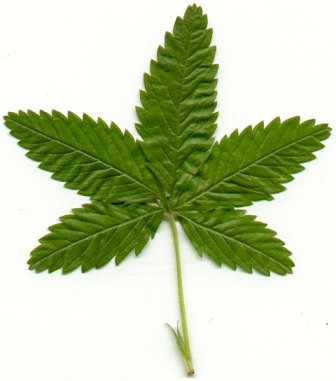 Potentilla_simplex_leaf.jpg