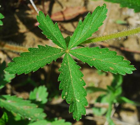 Potentilla_simplex_leaf1.jpg