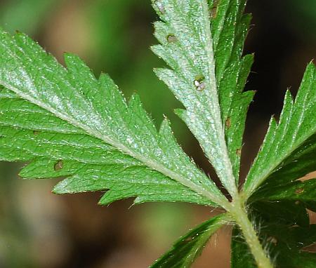 Potentilla_simplex_leaf2.jpg