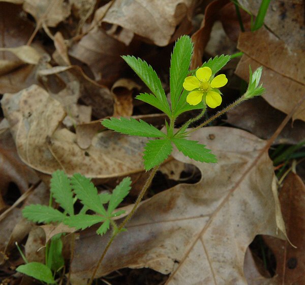 Potentilla_simplex_plant.jpg