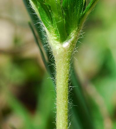 Potentilla_simplex_stem.jpg