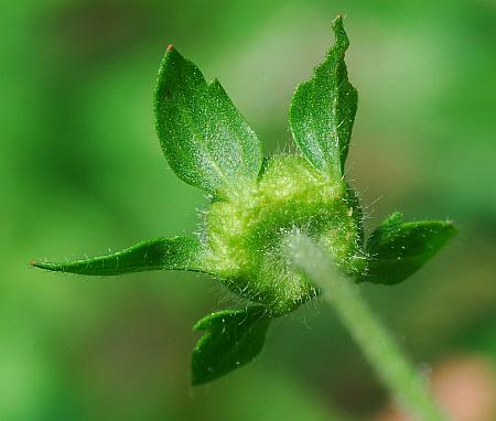 Potentilla_supina_calyx.jpg