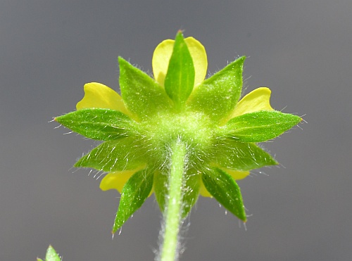 Potentilla_supina_calyx2.jpg