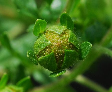 Potentilla_supina_fruits.jpg