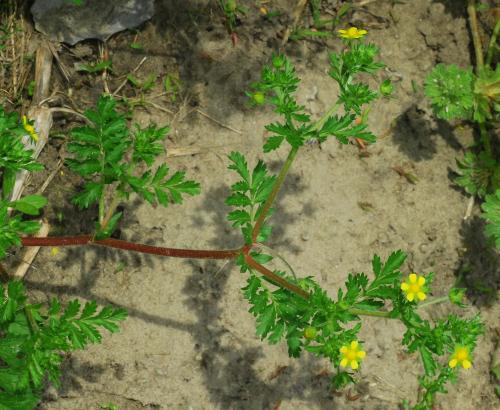 Potentilla_supina_inflorescence.jpg