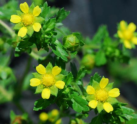 Potentilla_supina_inflorescence2.jpg