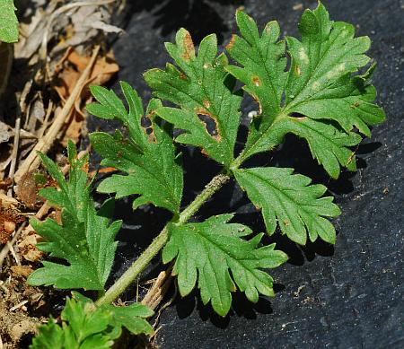 Potentilla_supina_leaf1.jpg