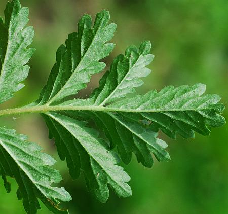 Potentilla_supina_leaf2.jpg