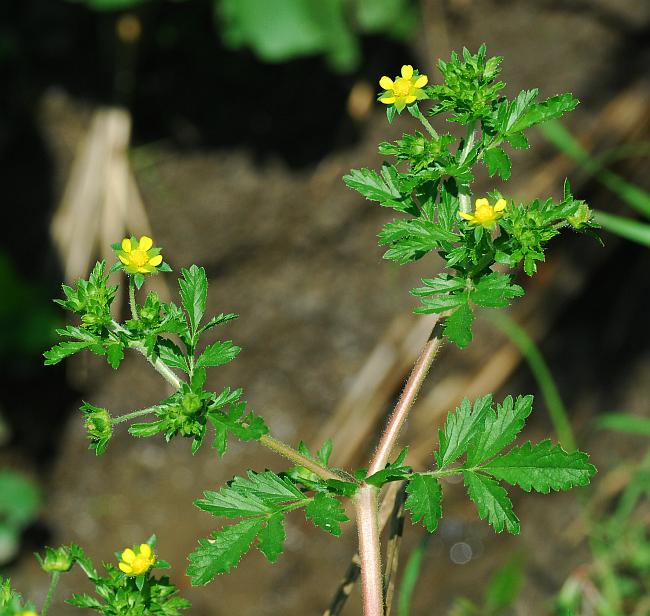 Potentilla_supina_plant.jpg