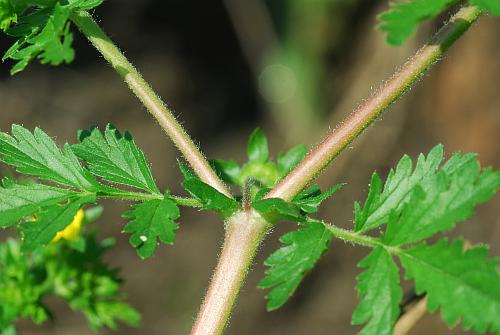 Potentilla_supina_stem.jpg