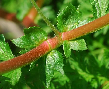 Potentilla_supina_stipules.jpg