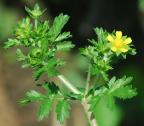 Potentilla supina thumbnail