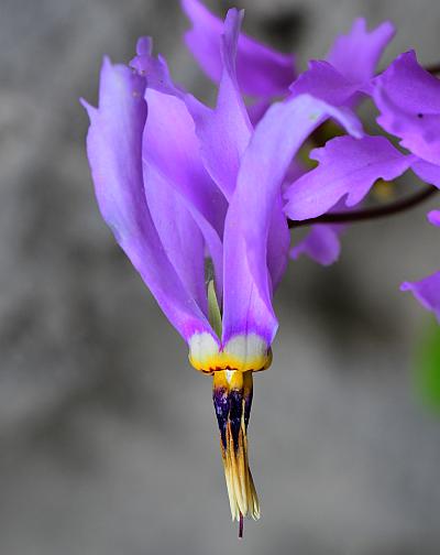 Primula_fassettii_flower.jpg