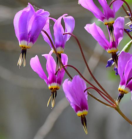 Primula_fassettii_flowers.jpg