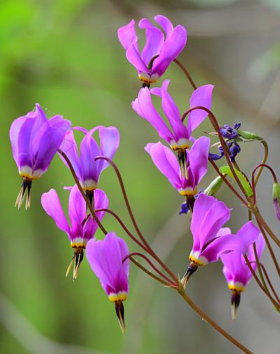 Primula_fassettii_inflorescence.jpg