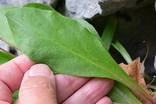 Primula_fassettii_leaf1.jpg