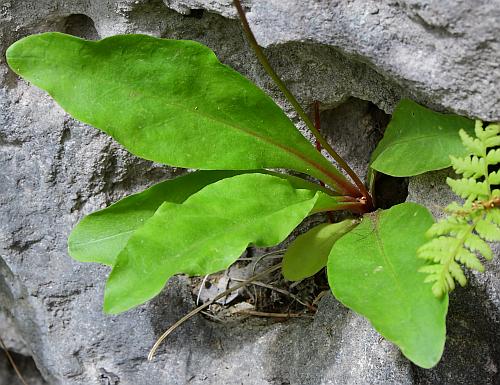 Primula_fassettii_rosette2.jpg