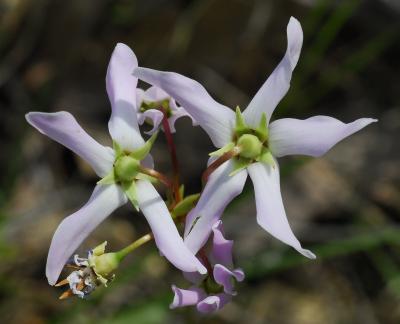 Primula_meadia_calyx.jpg