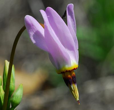 Primula_meadia_flower2.jpg