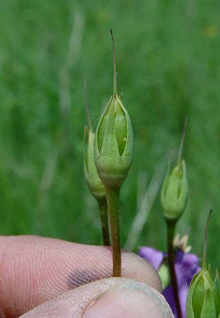 Primula_meadia_fruit.jpg