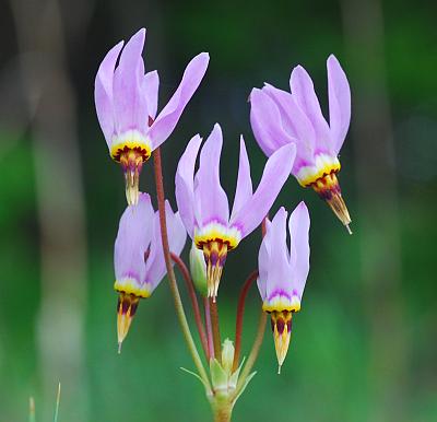 Primula_meadia_inflorescence.jpg